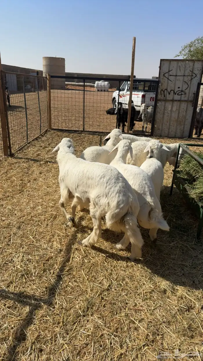 6 طليان شحم بريه 2