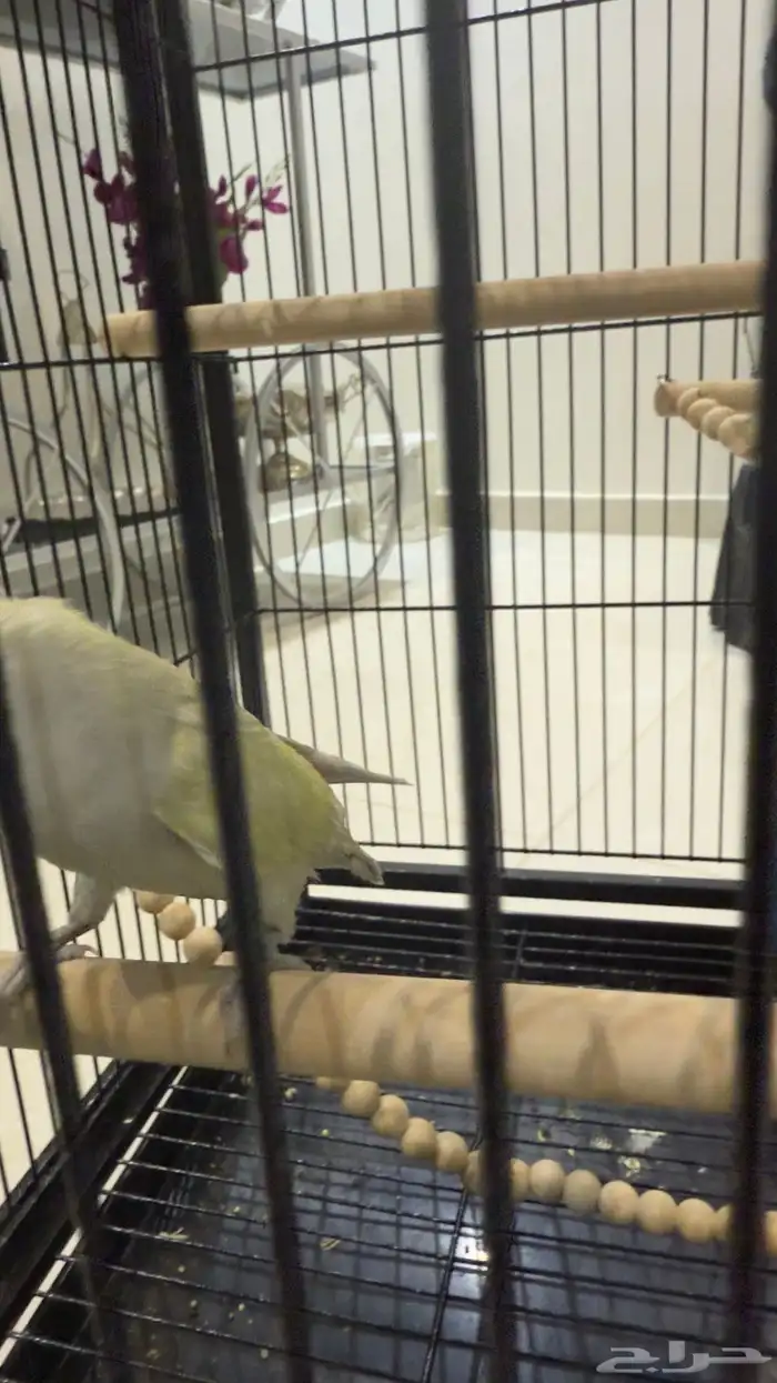 جوز روز للبيع على السوم 7