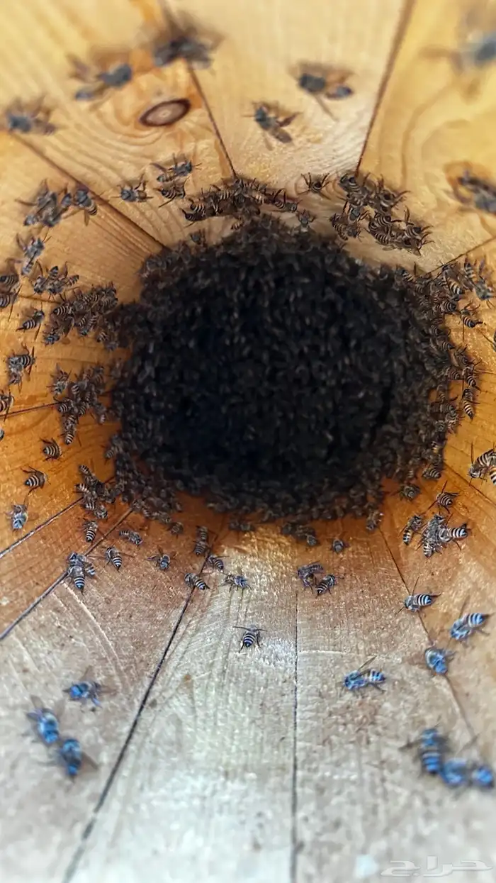 نحل بلدي 9
