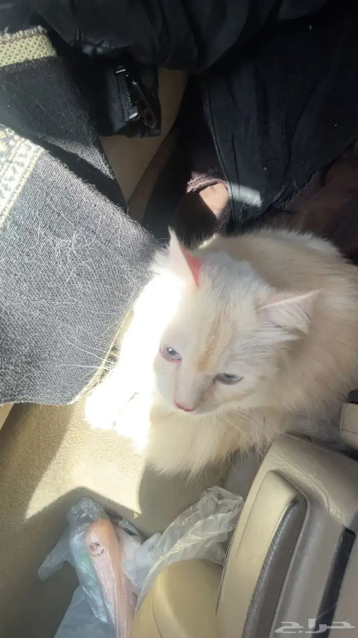 قط للتبني المستعجل مع جميع اغراضه 2