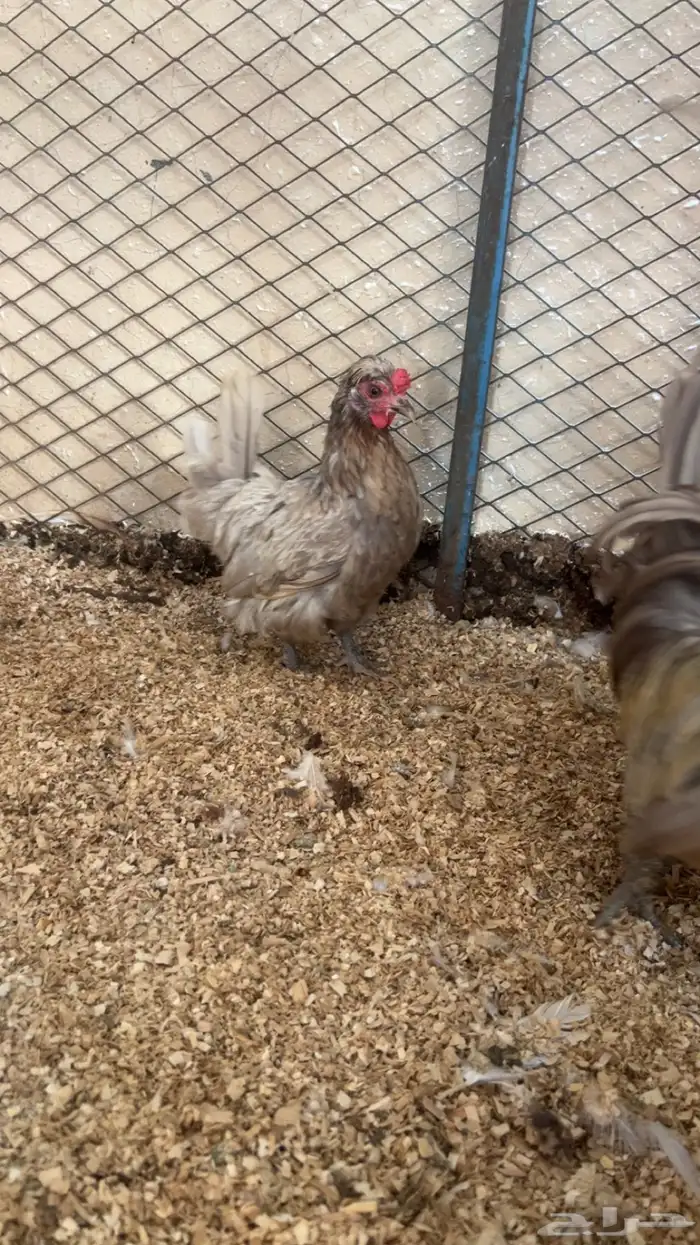 طقم كويتي قزم توب التوب 2