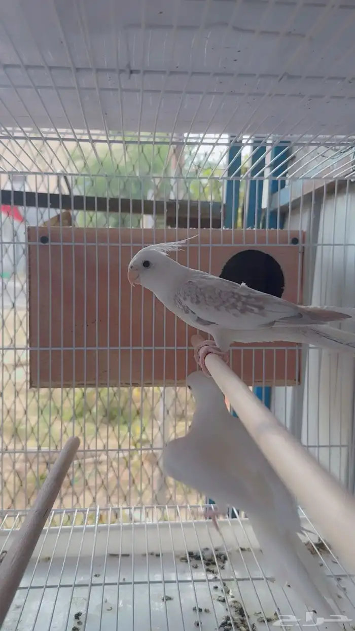 للبيع ببغاء كروان(تم البيع) 7