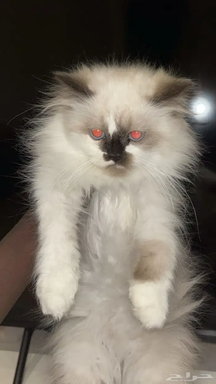 شيرازي العمر ثلاثة شهور إلى خمسة شهور واحد 450 6