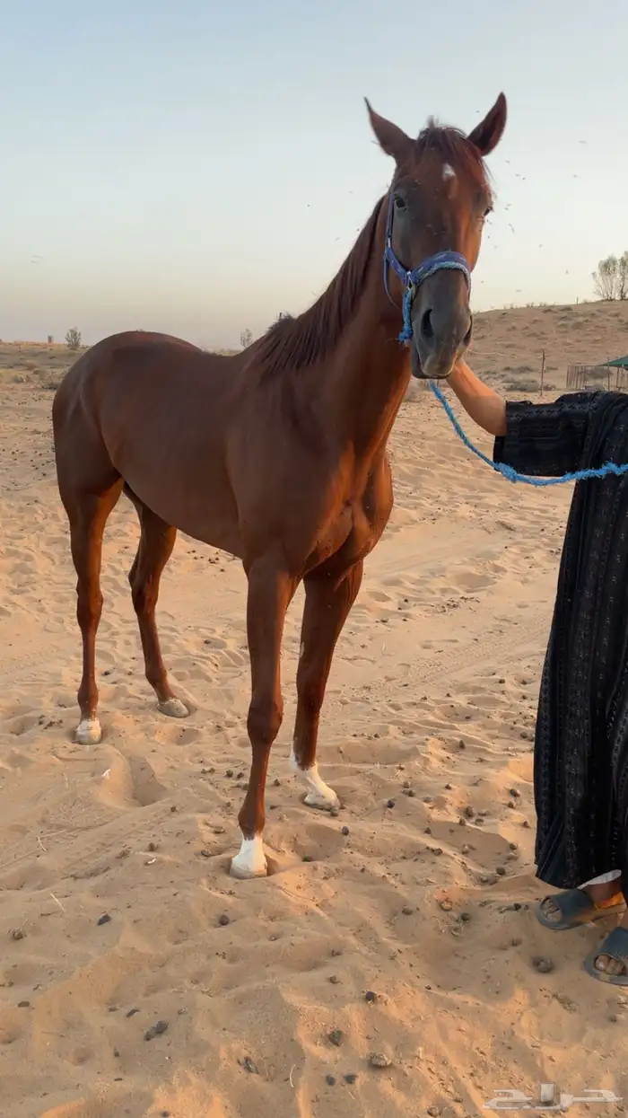 حصان انتاج ورق سبق مواليد 2022 1