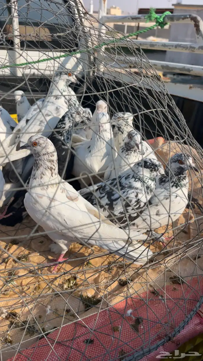 حمام باكستاني 0