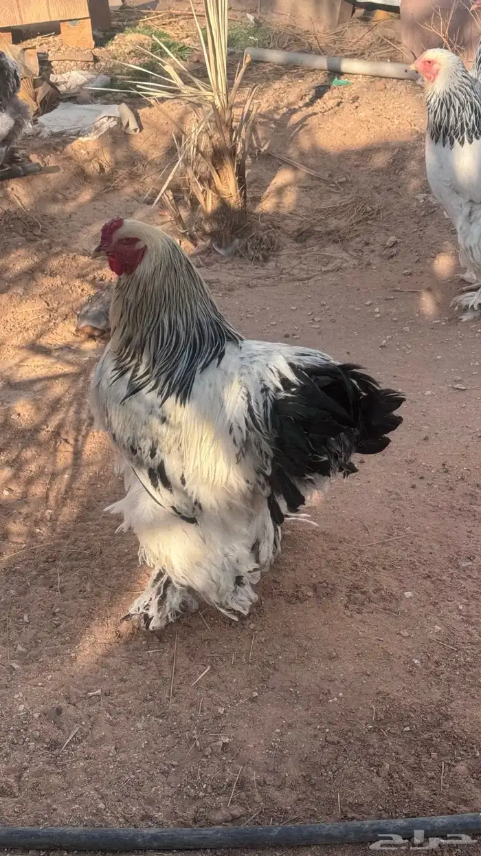 دجاج براهما كولمبي 4