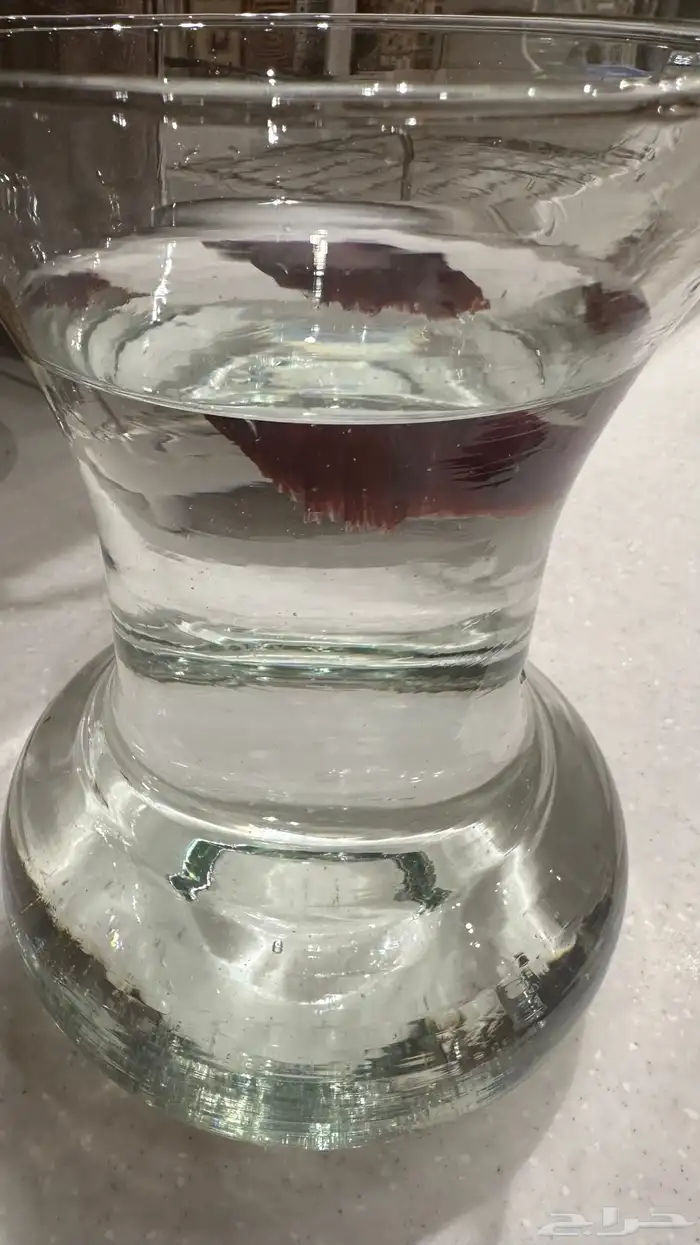 سمكه الفايتر 2