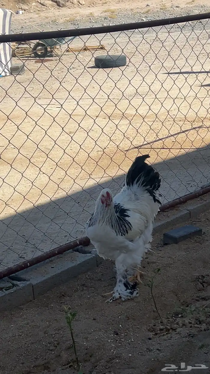 دجاج براهما 2