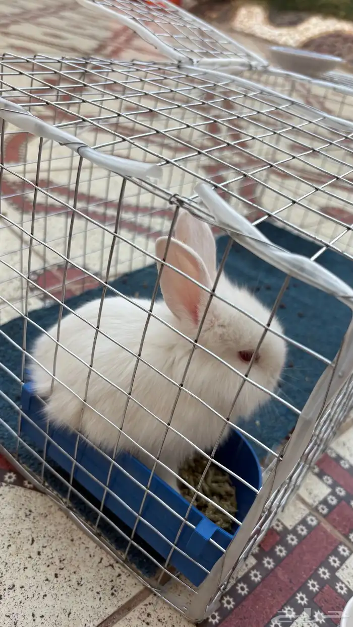 ارنب للبيع 2