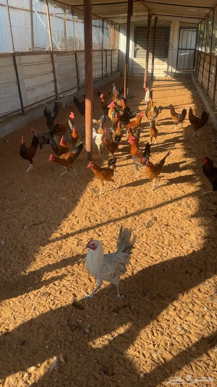 ديوك للبيع 0