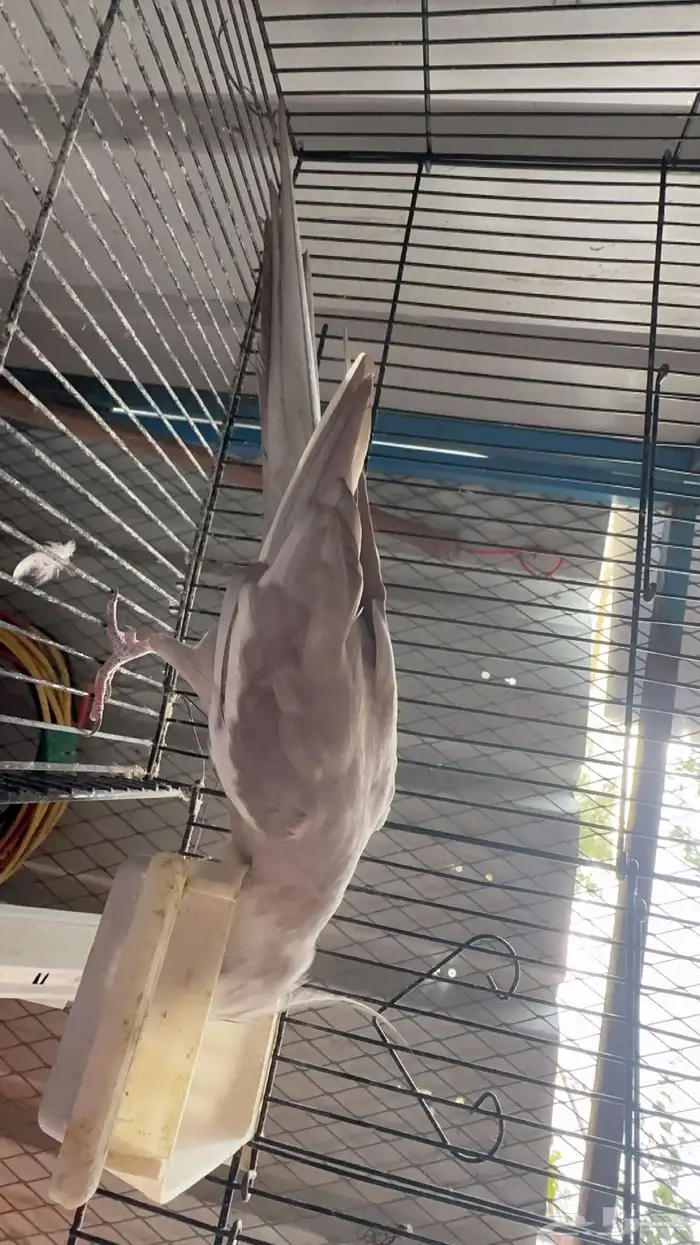 للبيع ببغاء كروان(تم البيع) 3