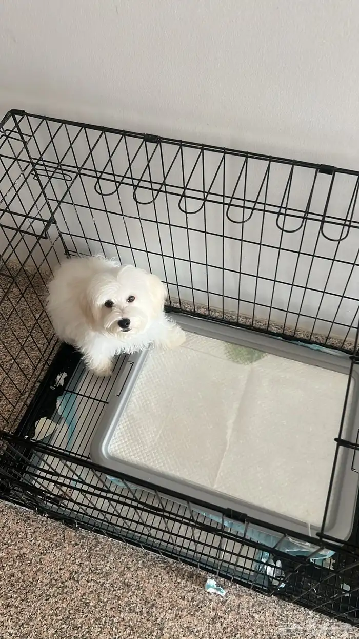 كلب مالتيز 2