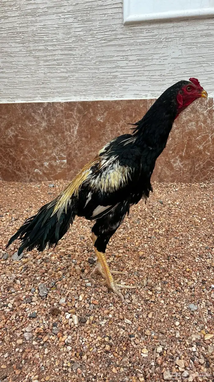 دجاج سندي بيييور 1