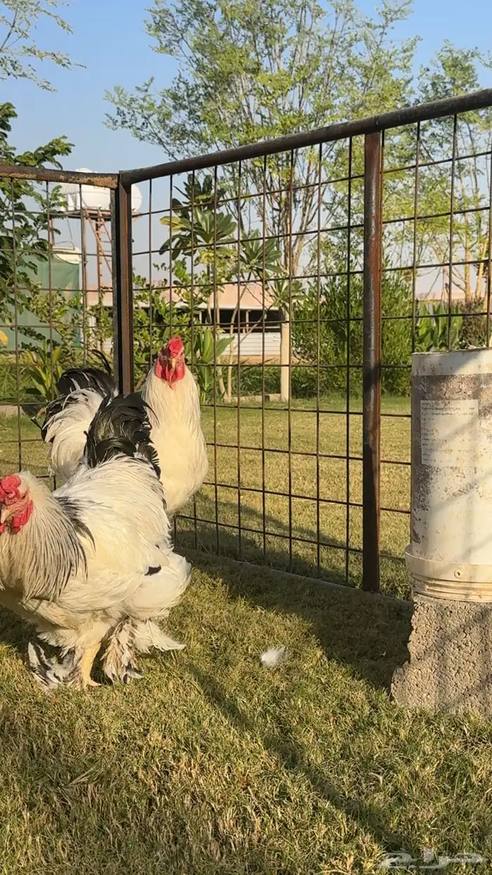 ديك ديكة براهما كولومبي كونك 2