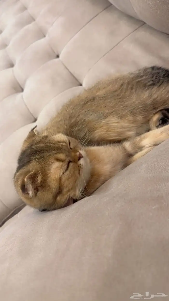 قطة سكوتش فولد قولد للبيع 1