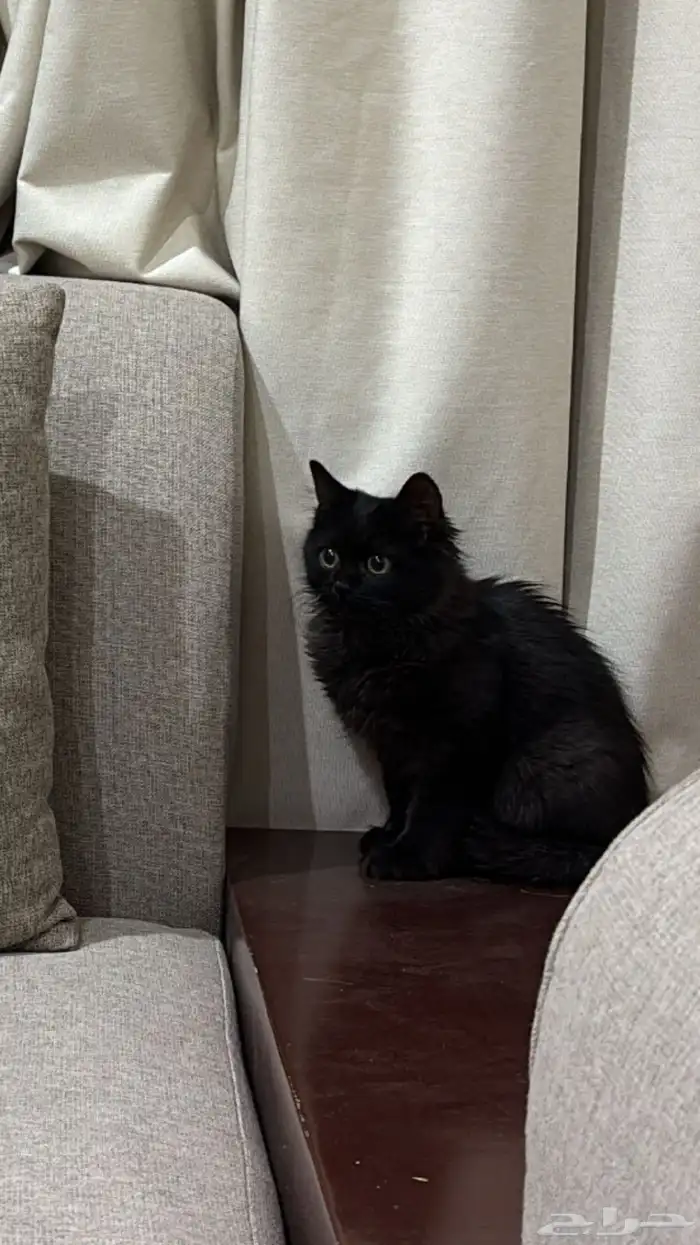 قطو ذكر لتبنى عمره ثلاث شهور معه تطعيمات 1