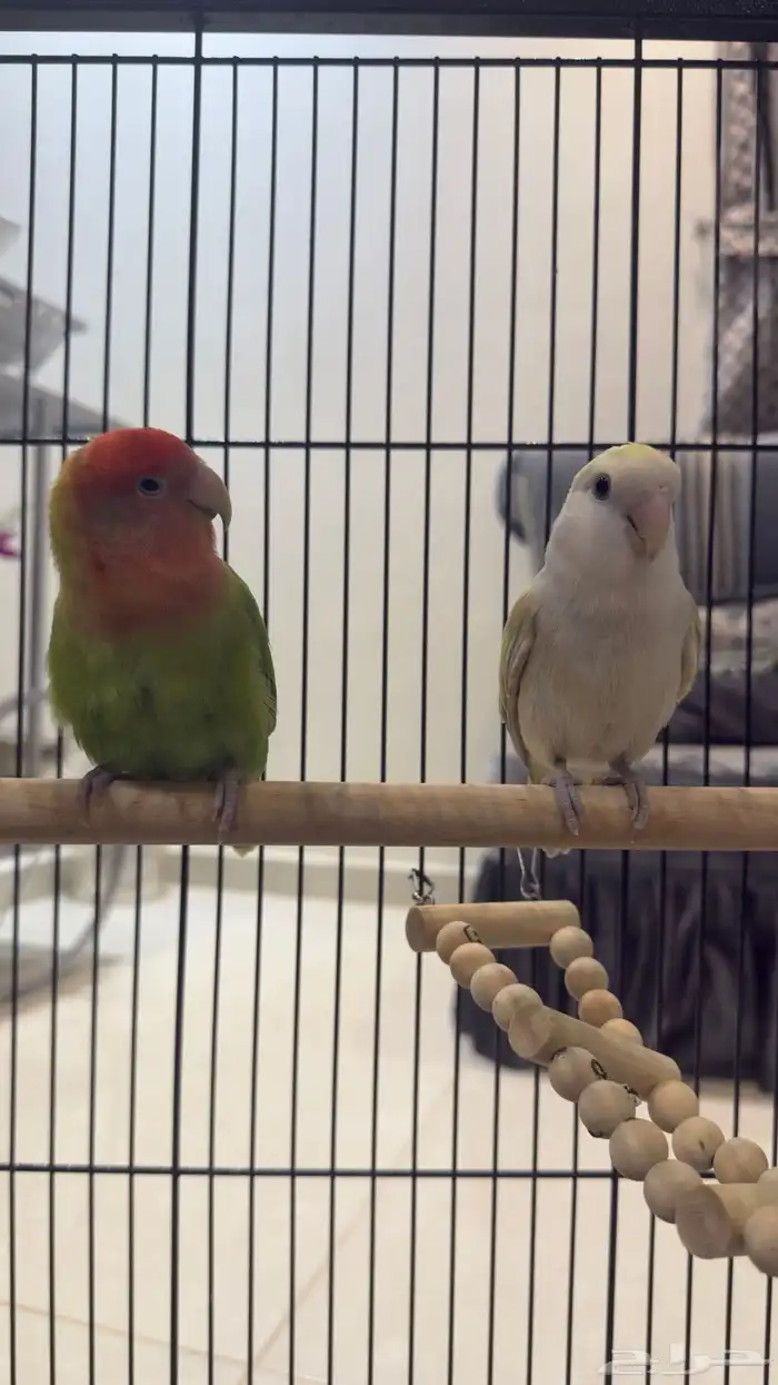 جوز روز للبيع على السوم 0