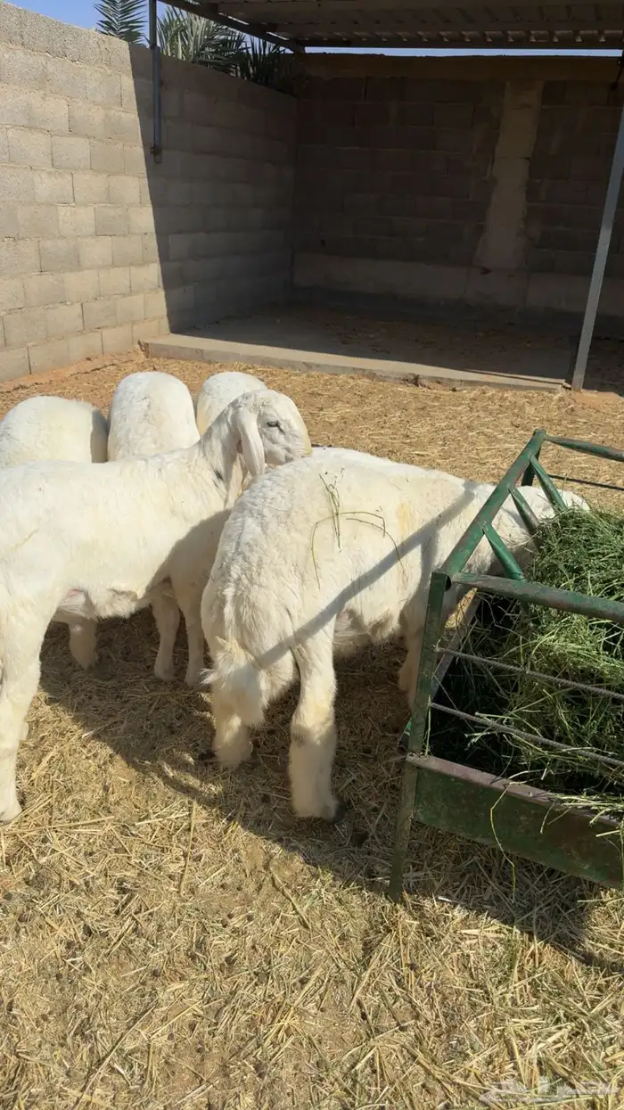 6 طليان شحم بريه 3