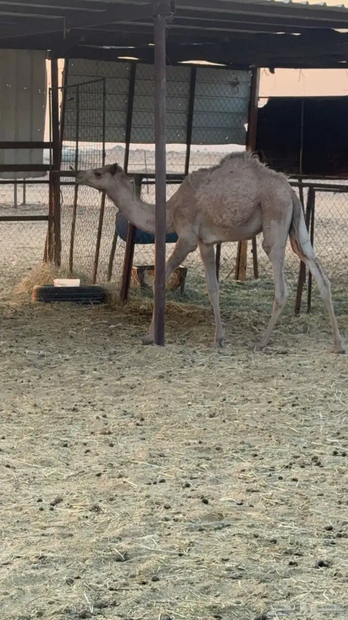 قعود قصب عمره 10 شهور 2