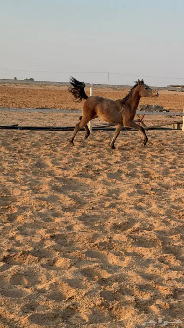 مهره حفيدة بطل العالم 0