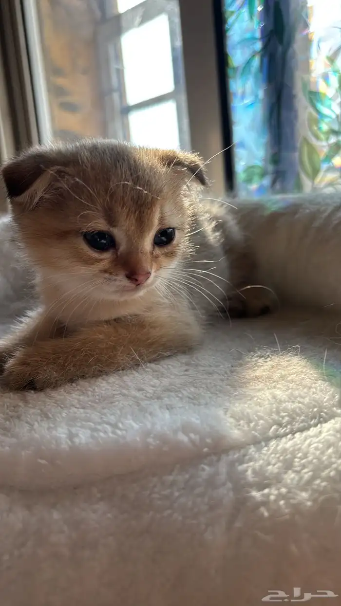 قط ذكر كتن للبيع 0