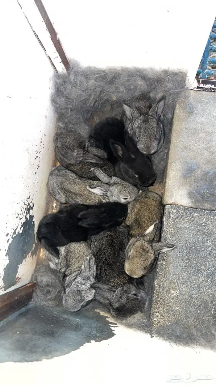 اناث مولدات ارانب شنشيلا وبابيون عملاق 2