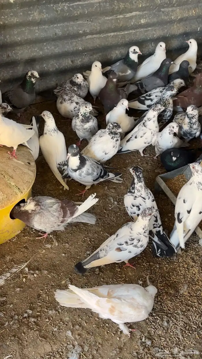 حمام باكستاني 2