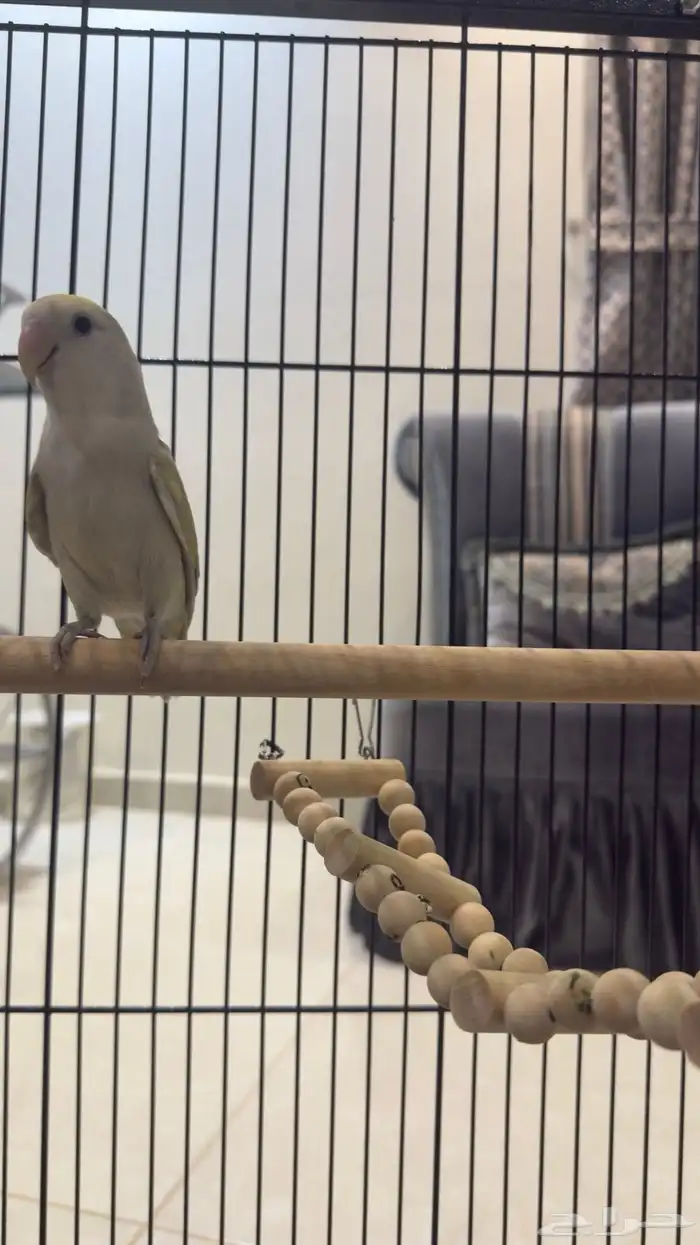 جوز روز للبيع على السوم 2