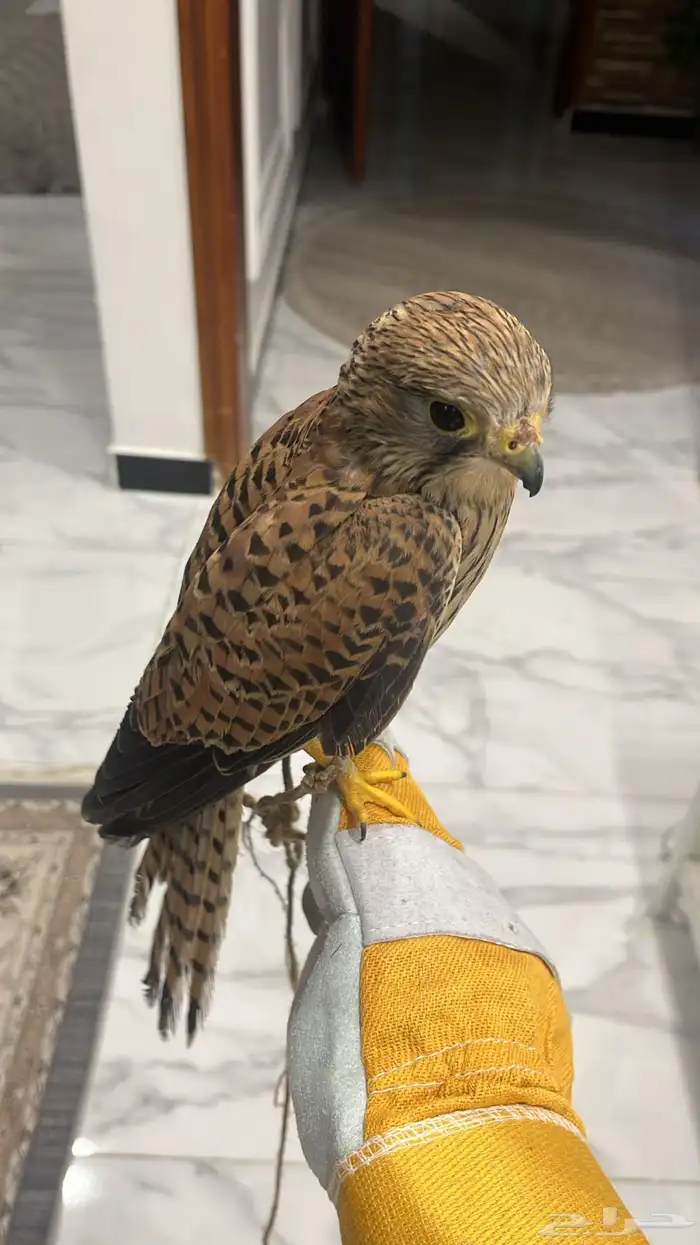 باشق للبيع 1