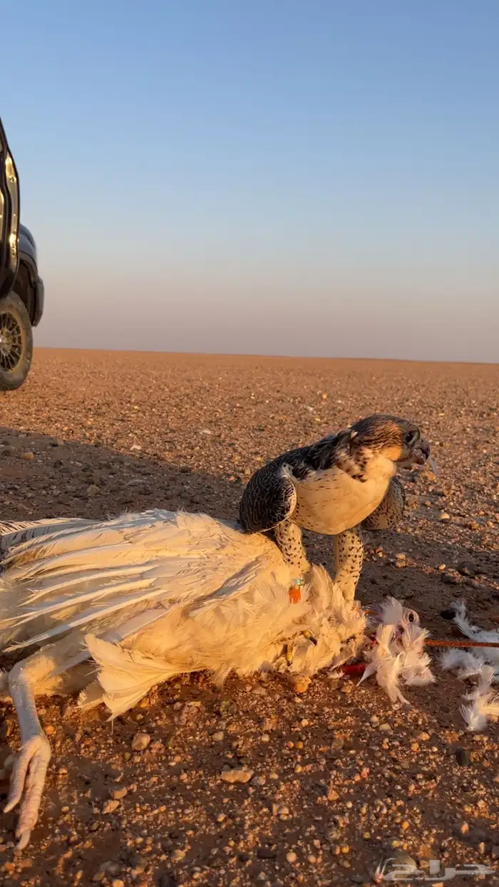 جيرة شاهين 5