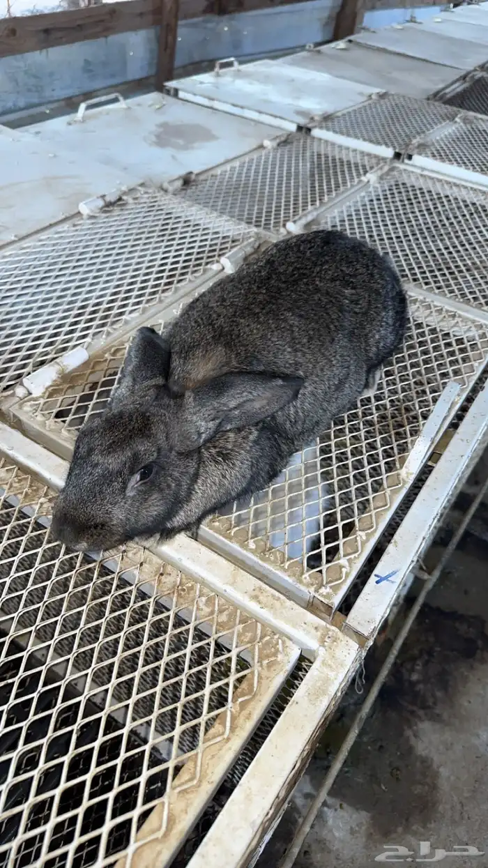 اناث مولدات ارانب شنشيلا وبابيون عملاق 1