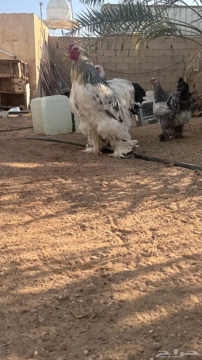 دجاج براهما كولمبي 5