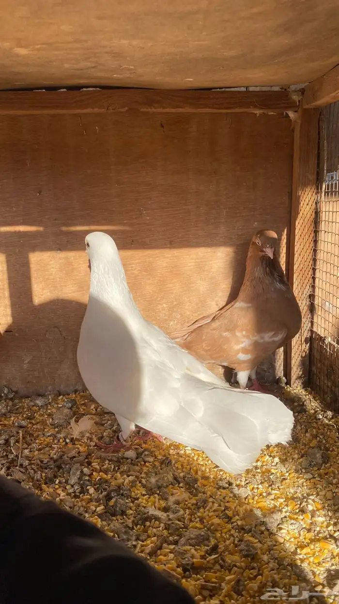 حمام نوري منتج 3