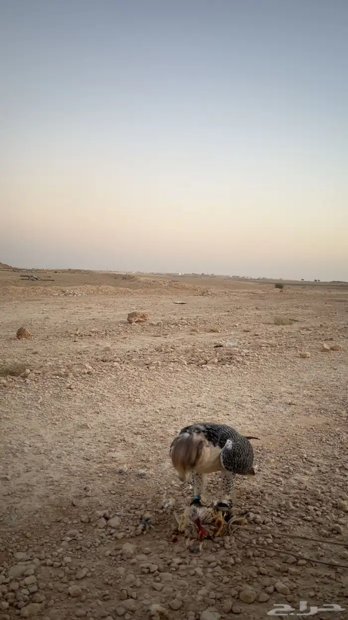 جيرة شاهين 4