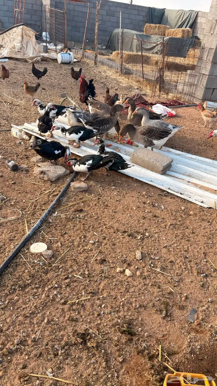 للبيع وز وبط 1