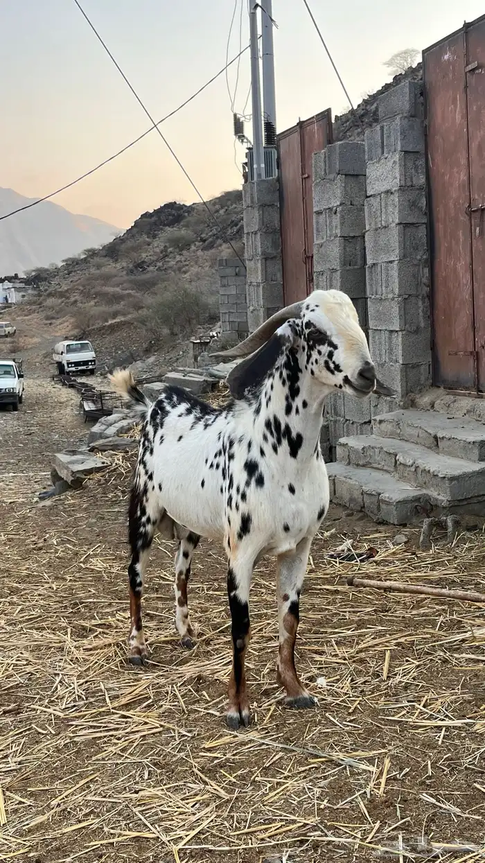 تيس فحل للبيع 4