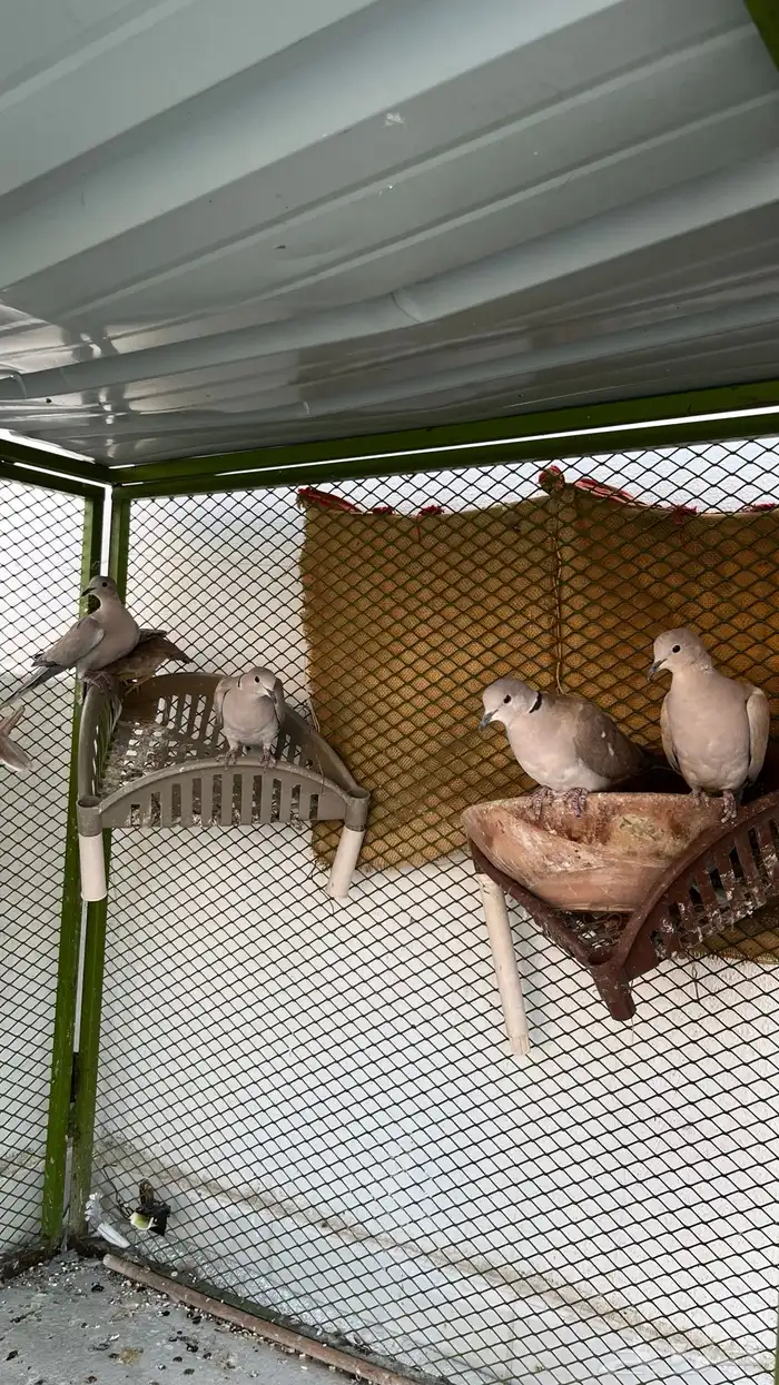 قمري هولندي 2