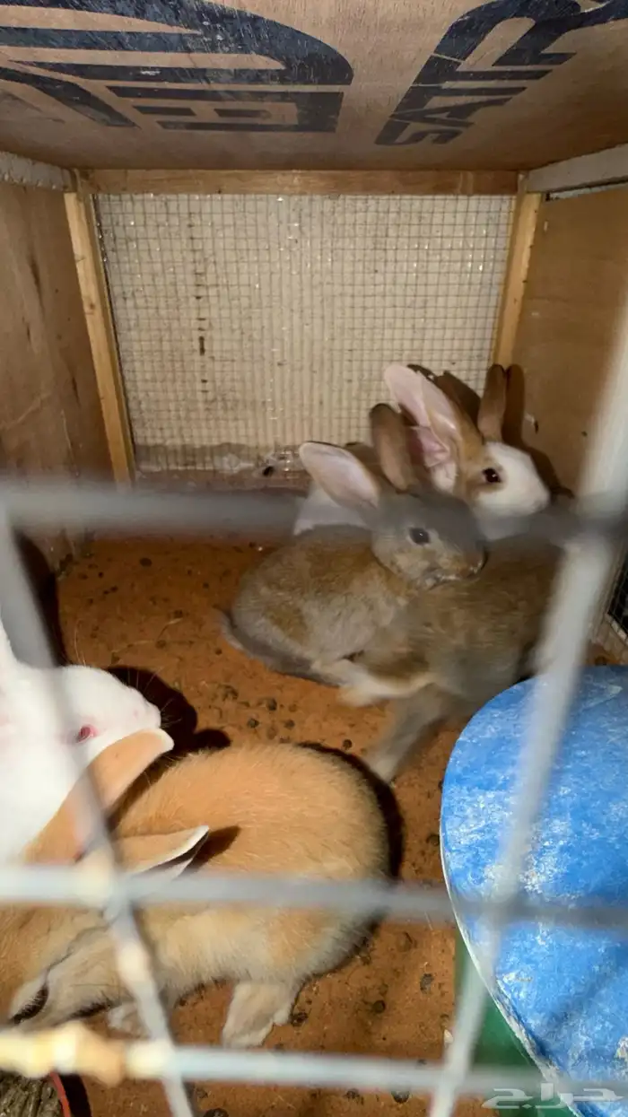 ارانب صغار 3