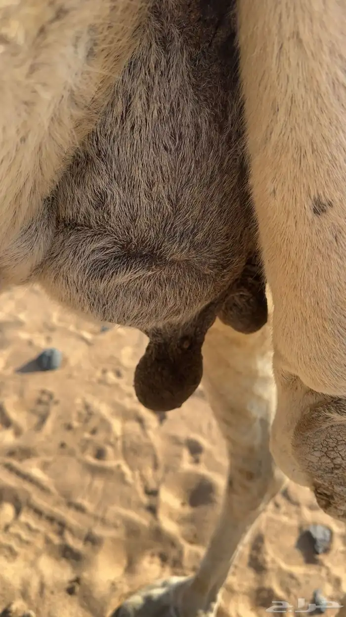 نياق خلفات كفو 9