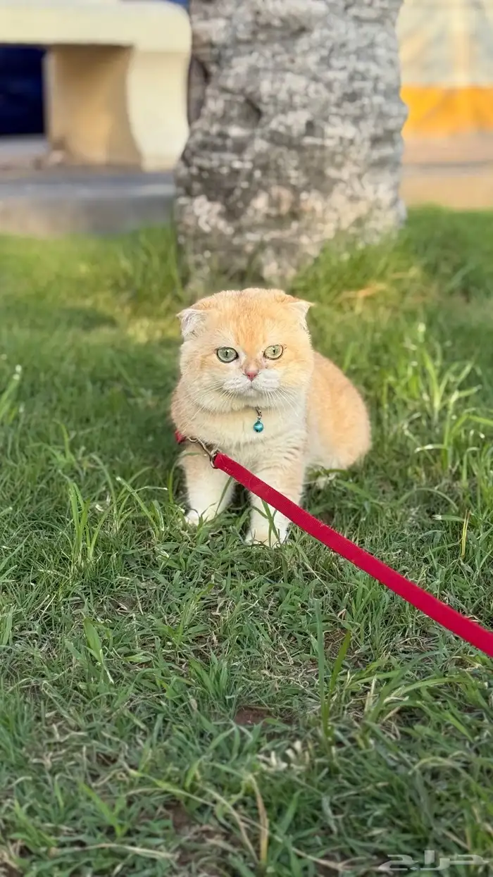 قط تربل فولد للتزاوج 4