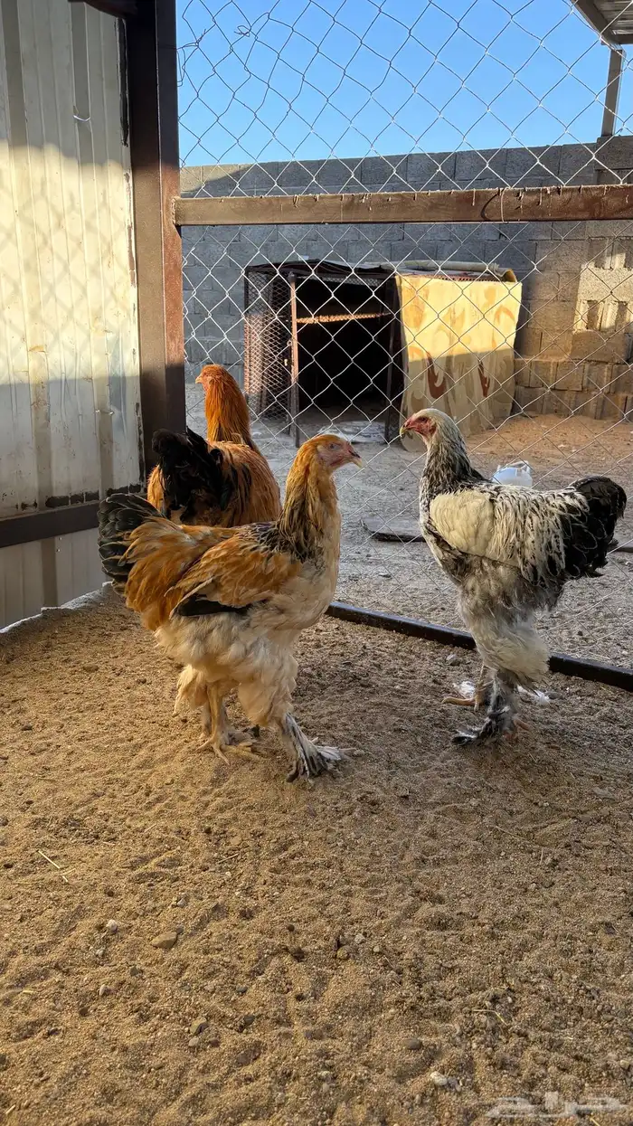 دجاج براهما 1