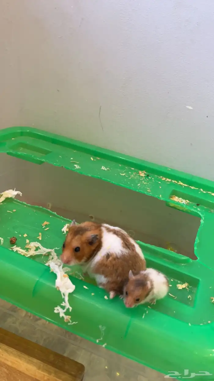 هامستر سوري للبيع 8