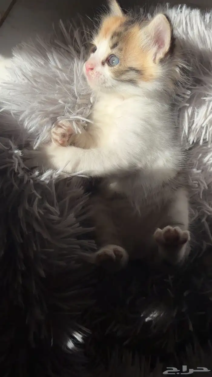 انثى شيرازي امريكي للبيع 4