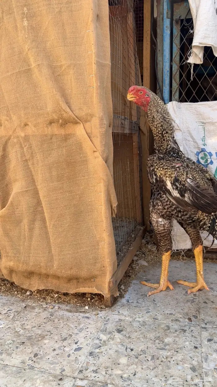 جوز اذناب الهند مستوى فاخر جدا ماشاءالله تبارك الله 1