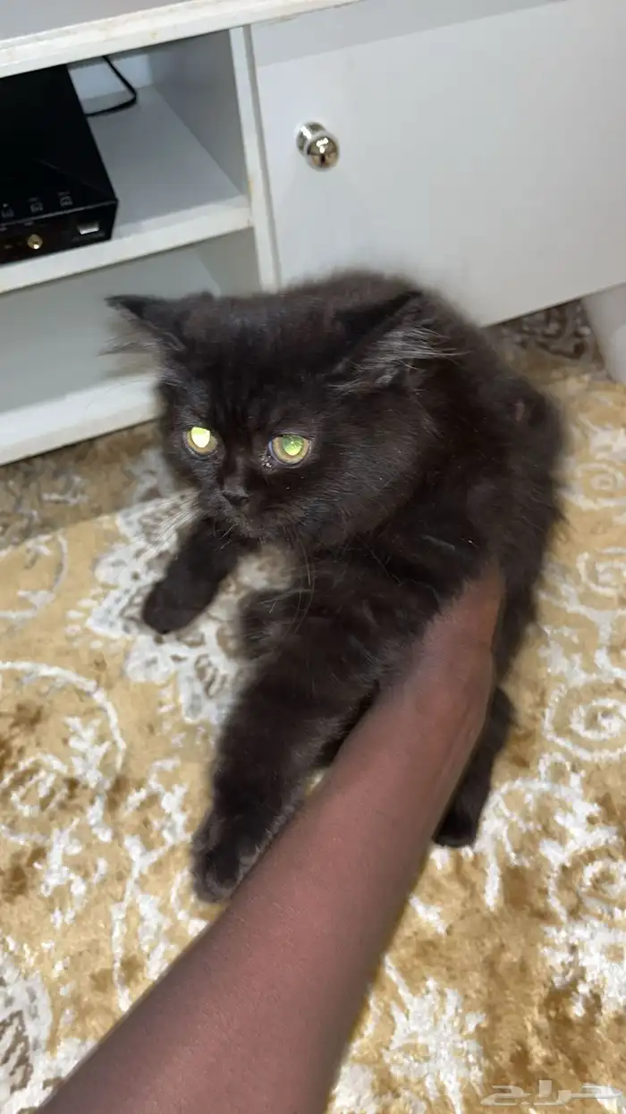 شيرازي العمر ثلاثة شهور إلى خمسة شهور واحد 450 5