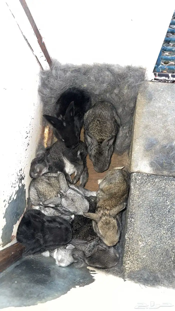 اناث مولدات ارانب شنشيلا وبابيون عملاق 3