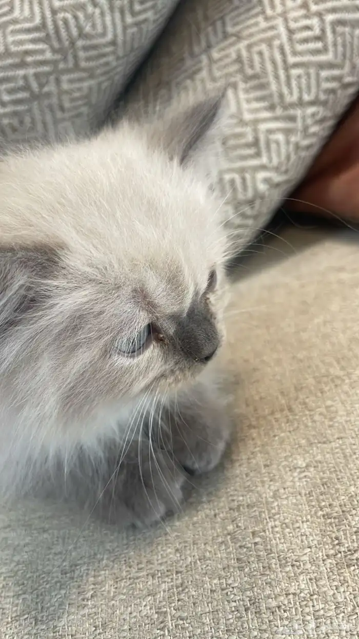 قطه هملايا 2