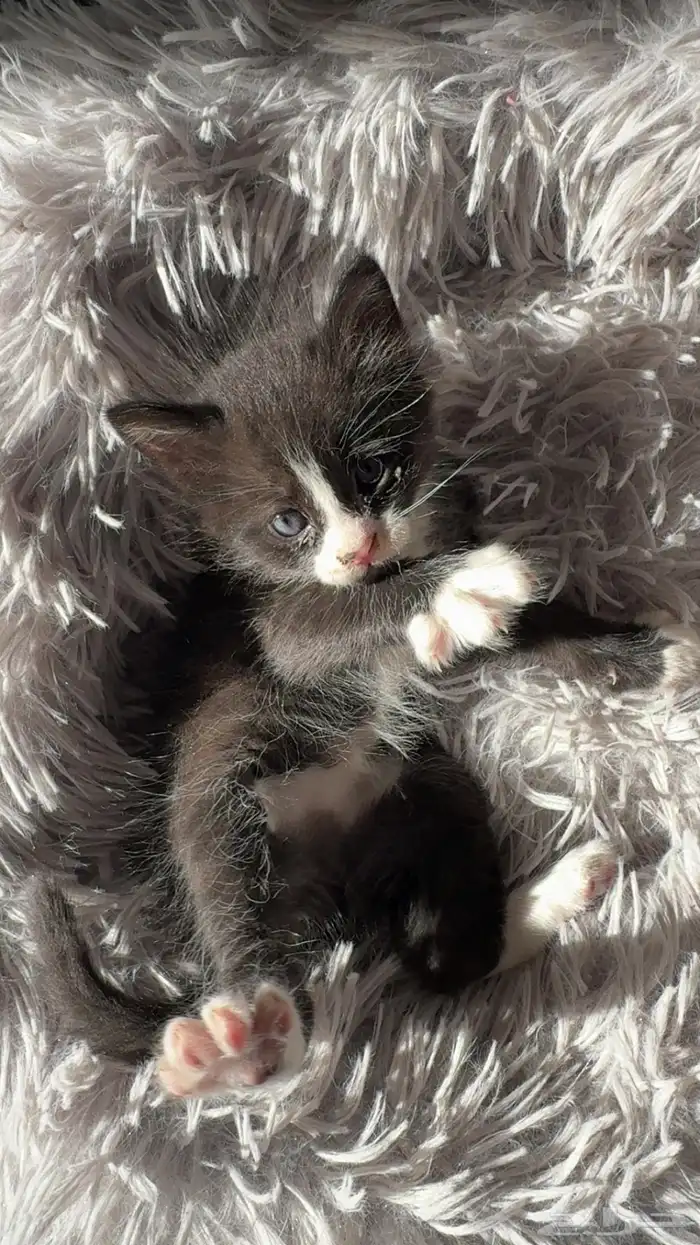 شيرازي للتبني 1