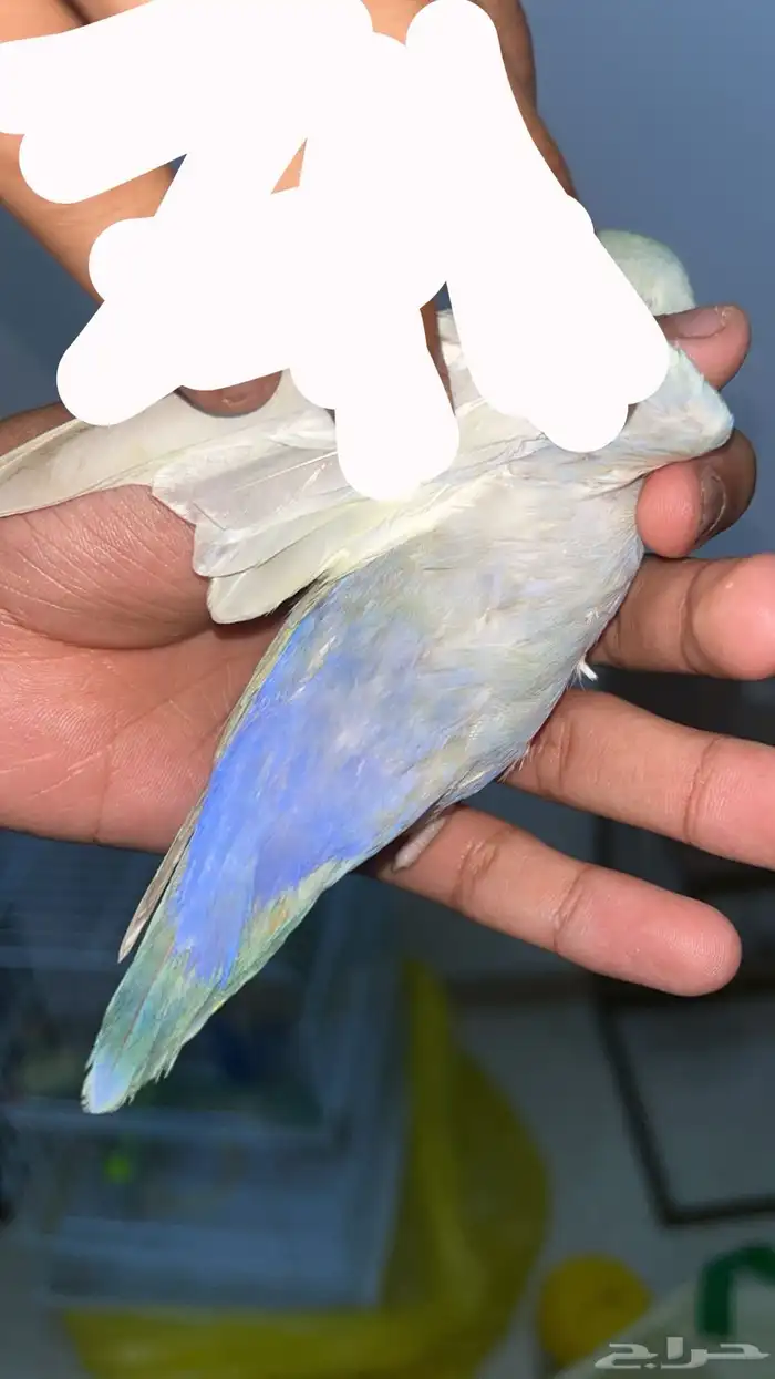 زوج روز اينو 2