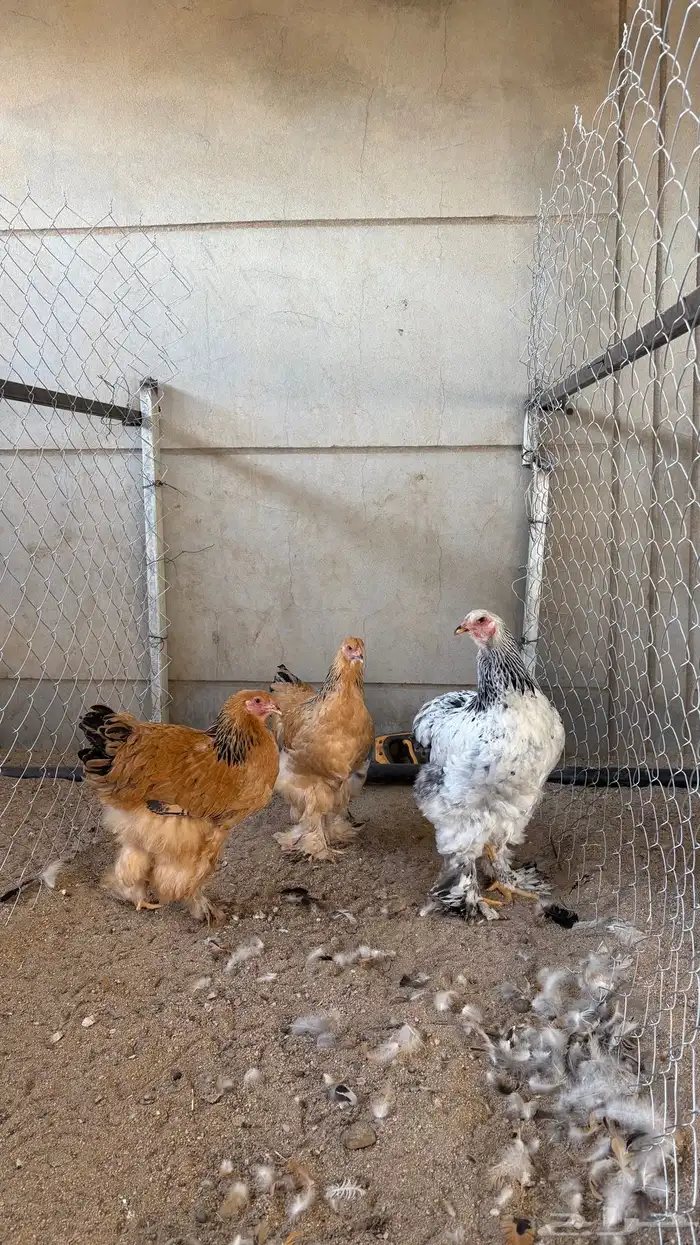 دجاج براهما 5